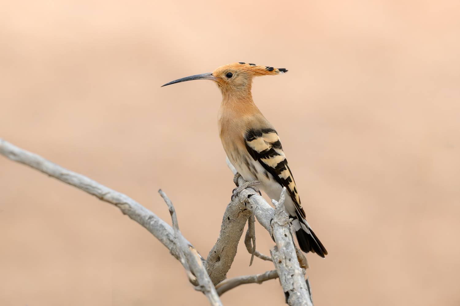 птица, фотоохота, удод, природа, фауна, Vladimir Kulikov