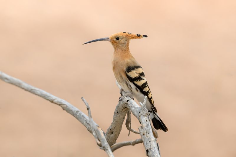 птица, фотоохота, удод, природа, фауна Удод фото превью