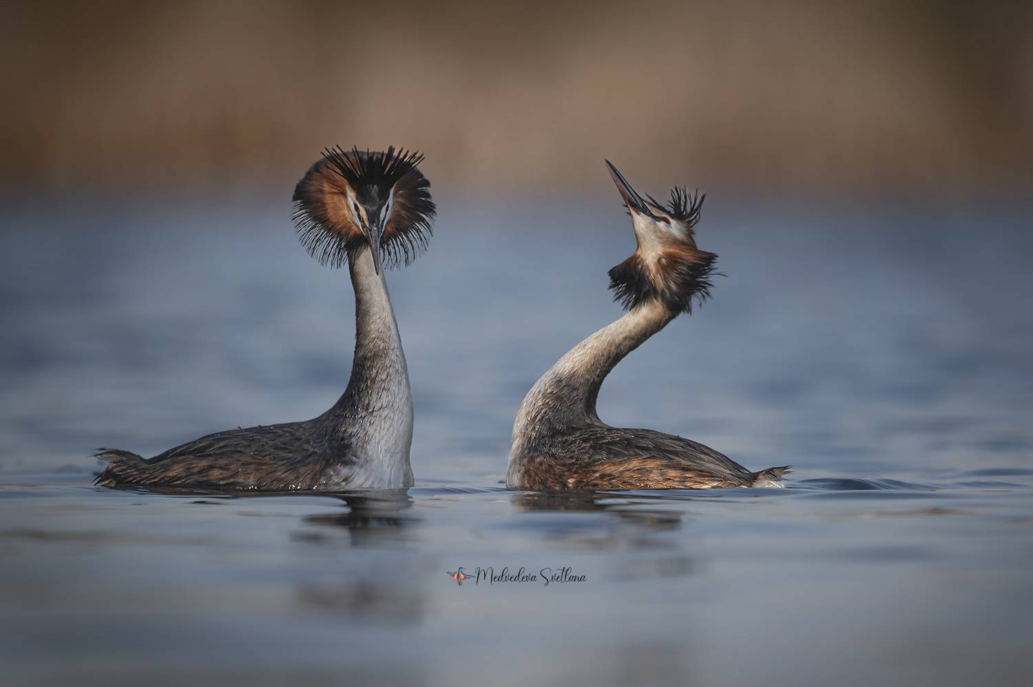 фотоохота, птица, чомга,большая поганка, весна, март, Медведева Светлана