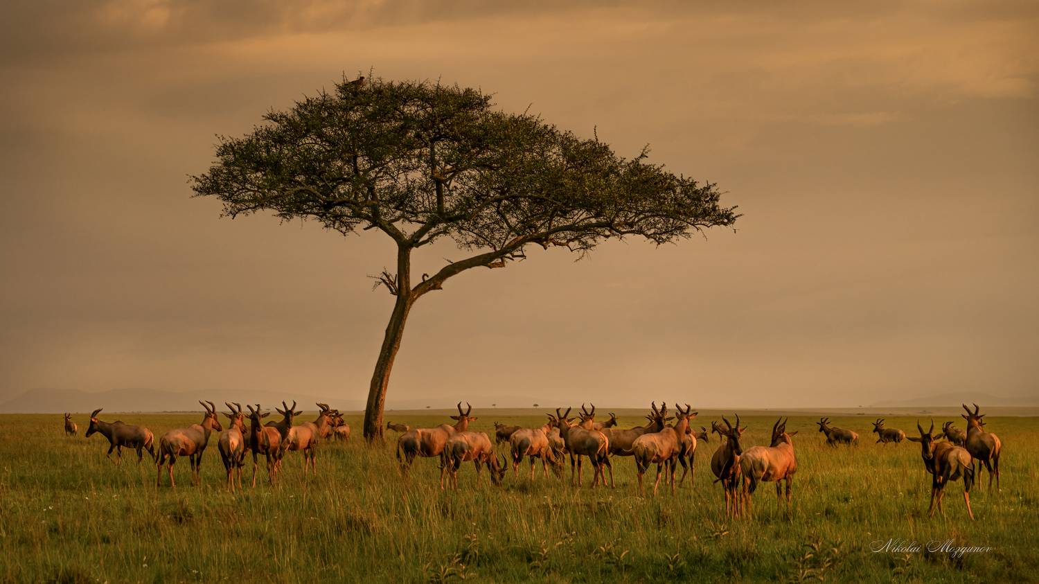 , Николай Мозгунов