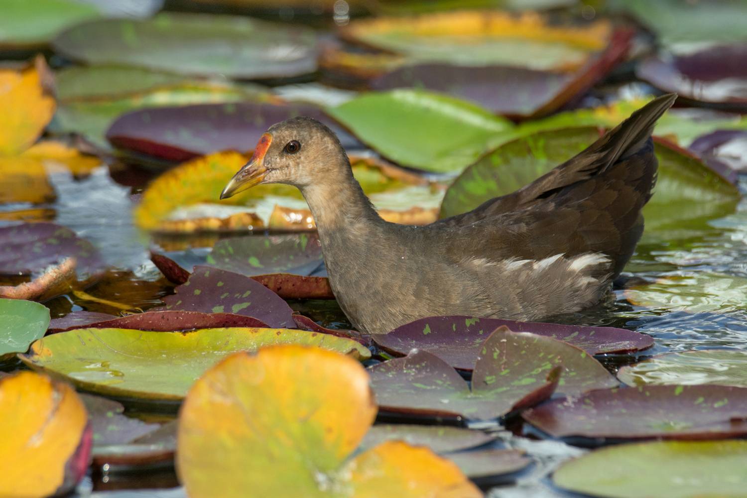 , Людмила Бекман