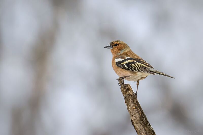 зяблик, птицы, пернатые Зяблики прилетели! фото превью