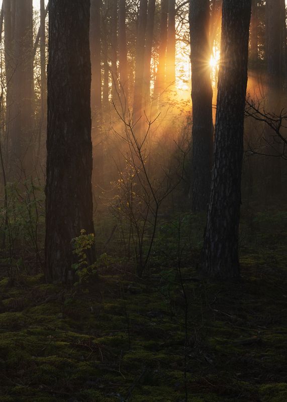 В весеннем лесу утро фото превью