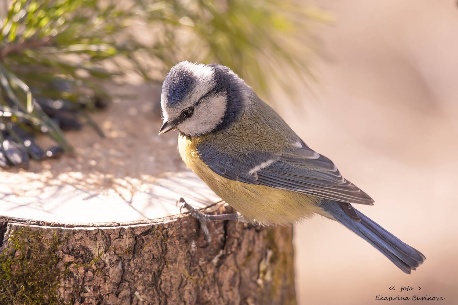 , Бурикова Екатерина