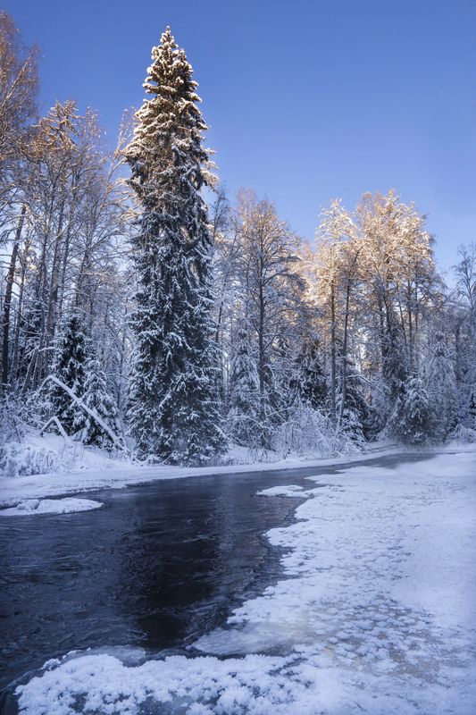 зима, лес, линдуловская роща, река, рощинка Зимний лес фото превью