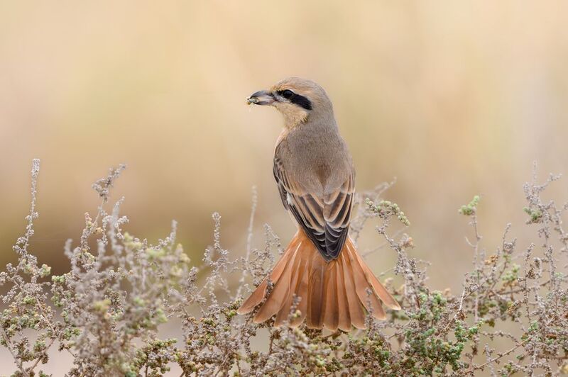 птица, фотоохота, жулан, природа, фауна Буланый жулан фото превью