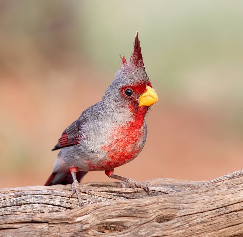 pyrrhuloxia, пустынный кардинал, кардинал, tx, texas, cardinal Pyrrhuloxia - Пустынный кардинал фото превью