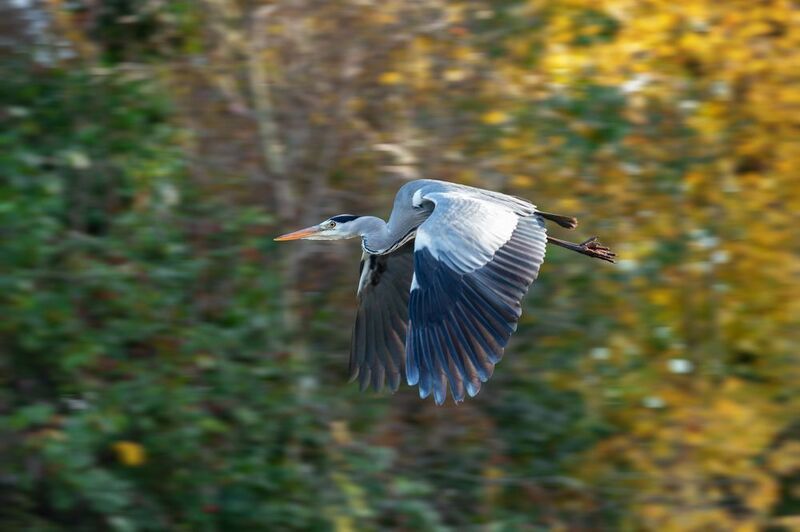 серая цапля, полет, камыши, ardea cinerea, grey heron Цапля серая - в камыши... фото превью