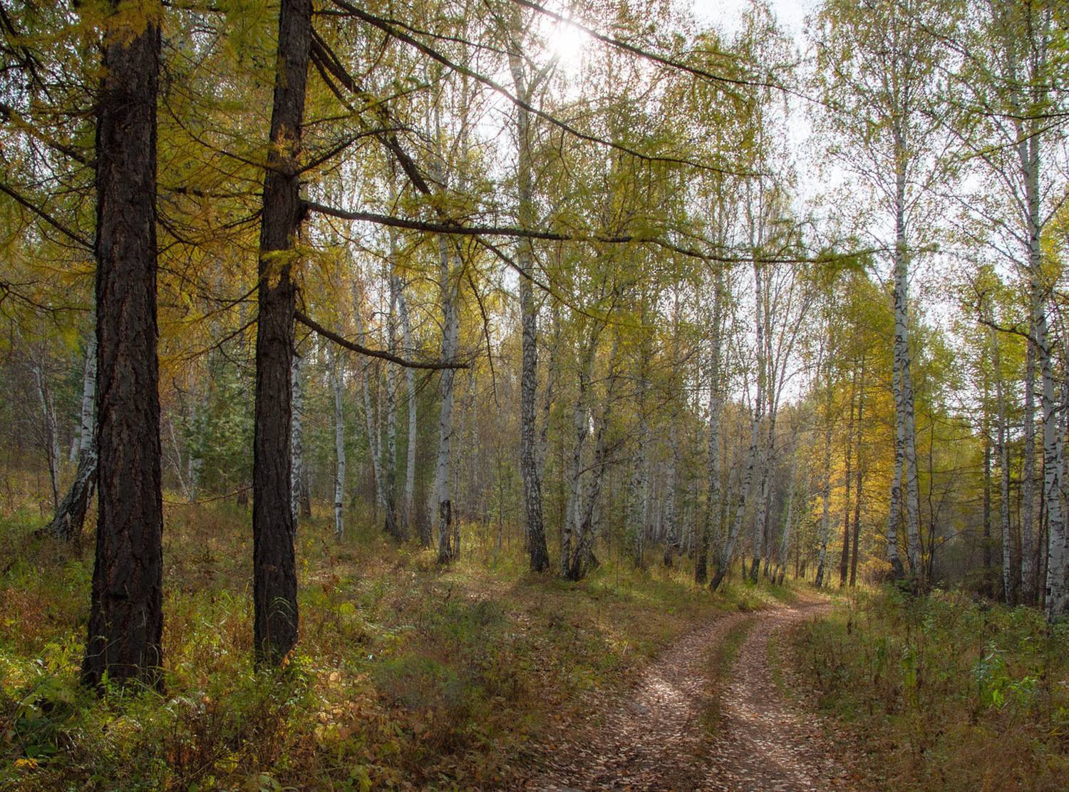 Осенний лес. Автор: Шустиков Дмитрий , Шустиков Дмитрий