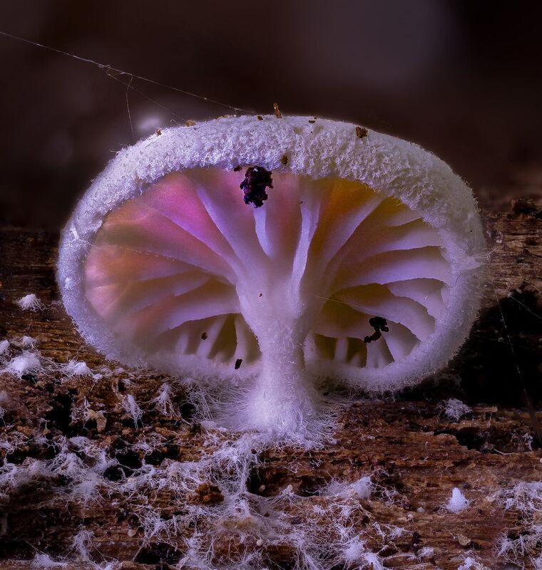 clitopilus, hobsonii Милимитрок фото превью