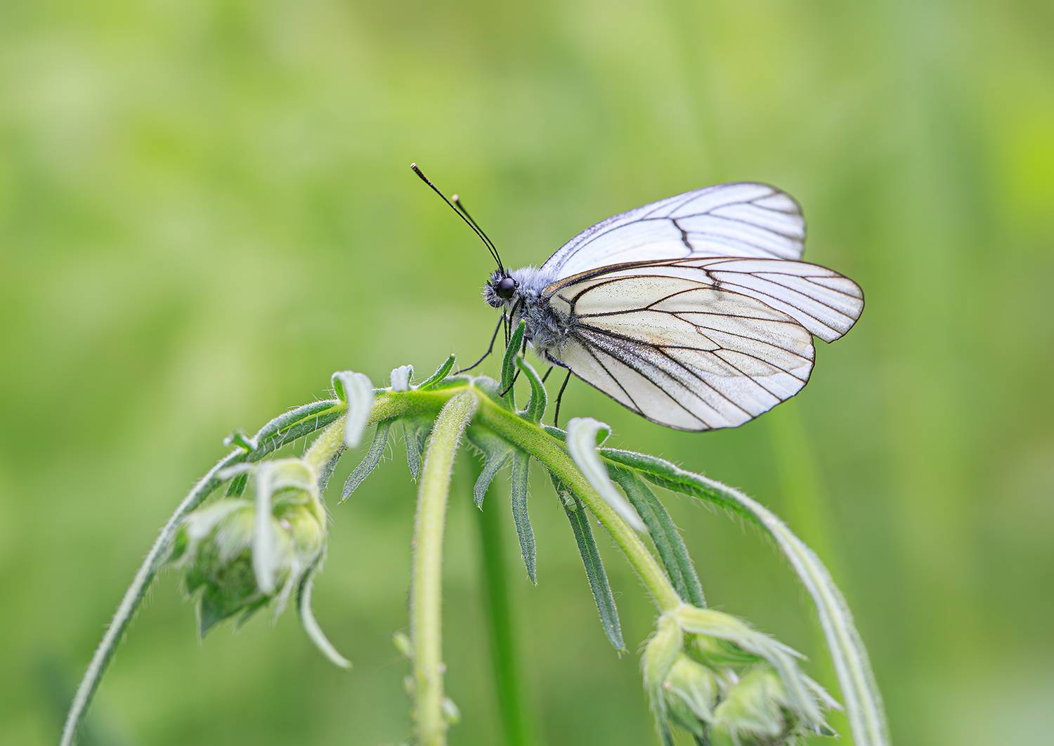 насекомые, бабочка, белянка, боярышница, Борис Новиков