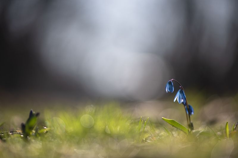 пролеска, первоцвет, март, весна, свет, цвет, россия, воронеж, геннадий мещеряков, nikon d 850, carl zeiss makro-planar t* 100mm f/2 zf.2 Мартовское утро... фото превью
