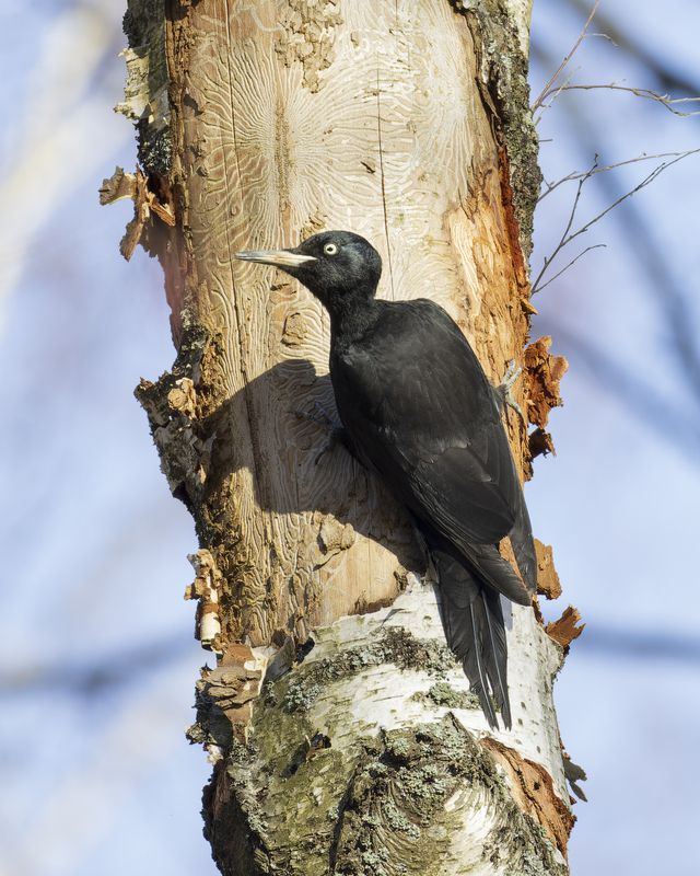 Желна фото превью