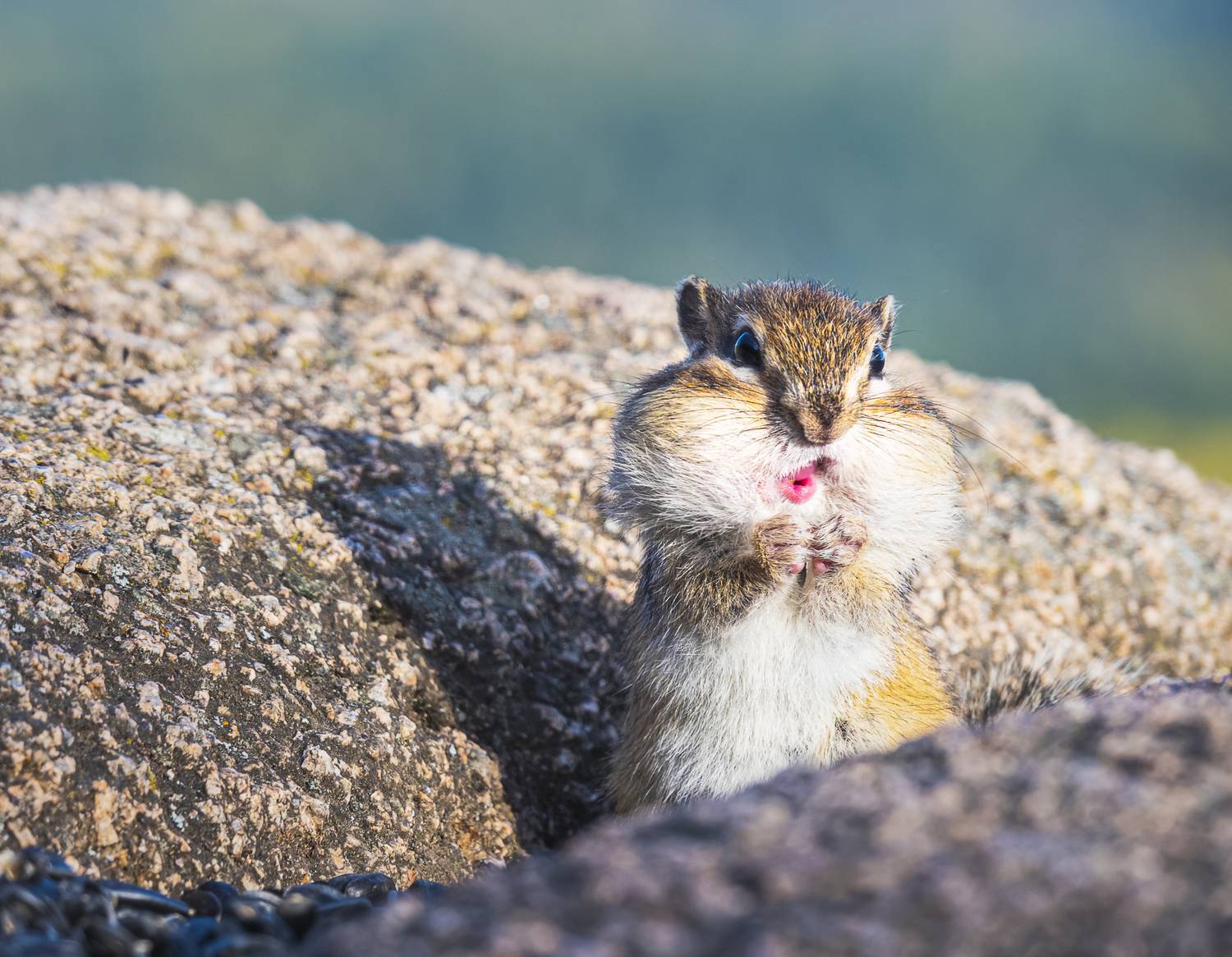 бурундук, красноярские столбы, Андреева Светлана