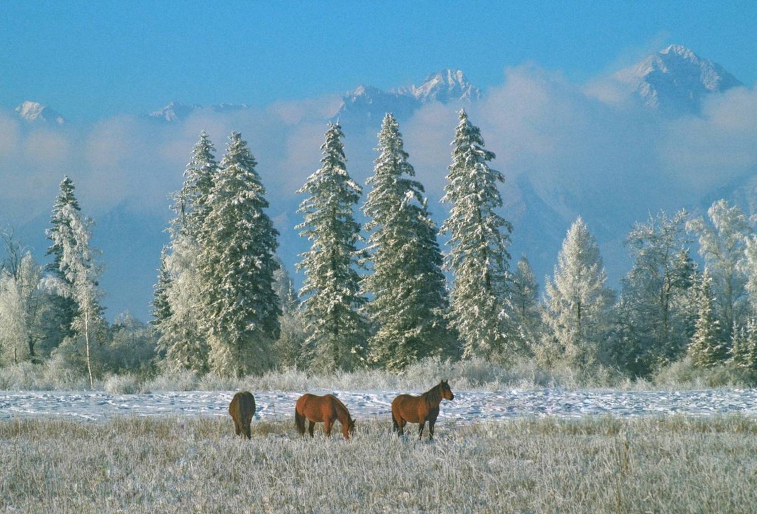 , Ленденёв Владимир