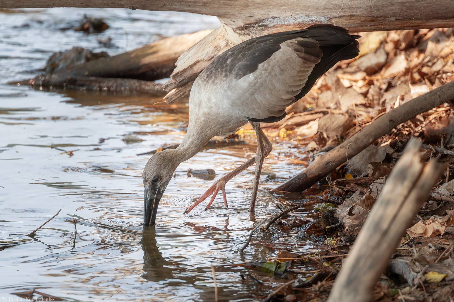 Индийский аист-разиня, Кондратенко Руслан