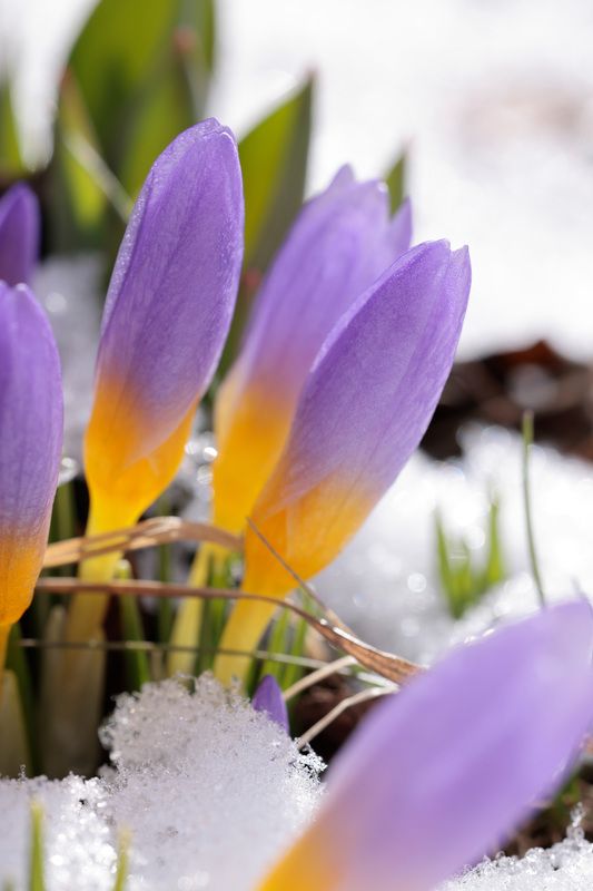 крокус, весна, цветок, пророда Крокус двуцветковый фото превью