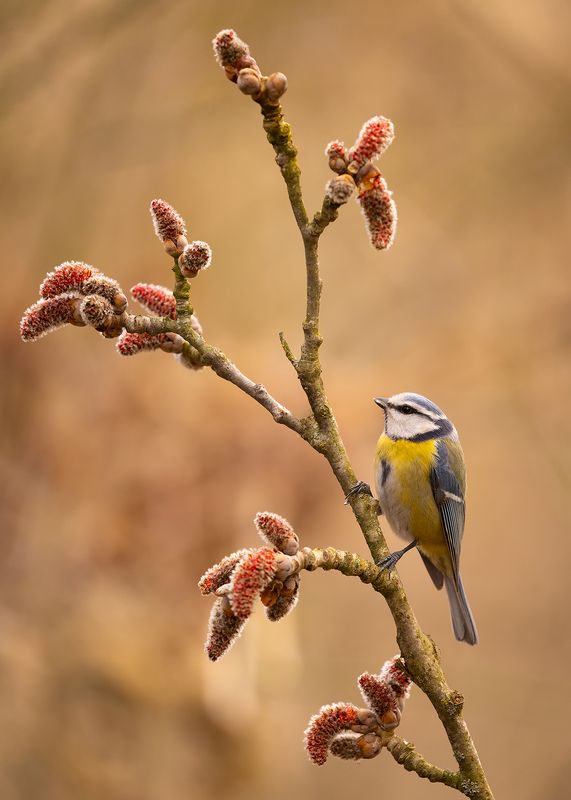 Titmouse фото превью