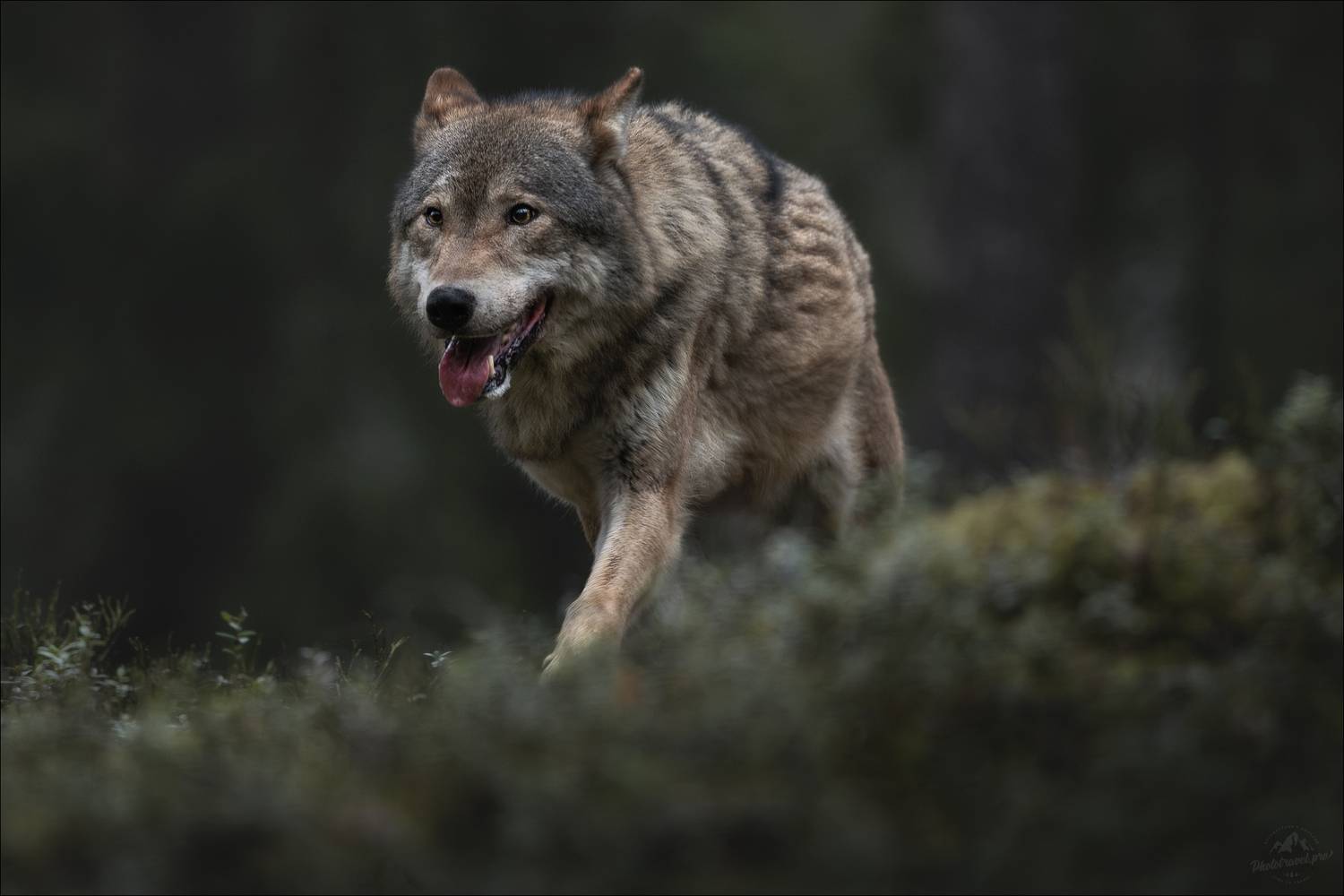 волк, серый волк, европейский волк, фототур в красный бор, красный бор, фотосъемка волков, grey wolf, canis lupus, фототуры 2025, Влад Соколовский