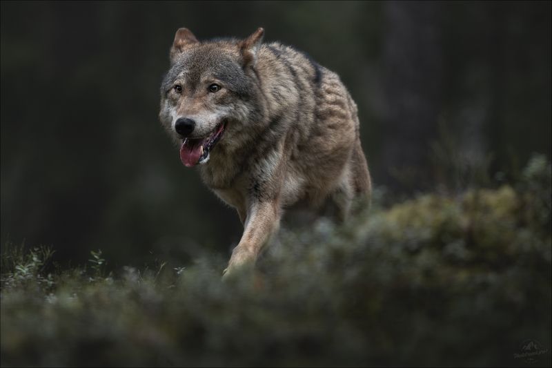 волк, серый волк, европейский волк, фототур в красный бор, красный бор, фотосъемка волков, grey wolf, canis lupus, фототуры 2025 По следу .. фото превью