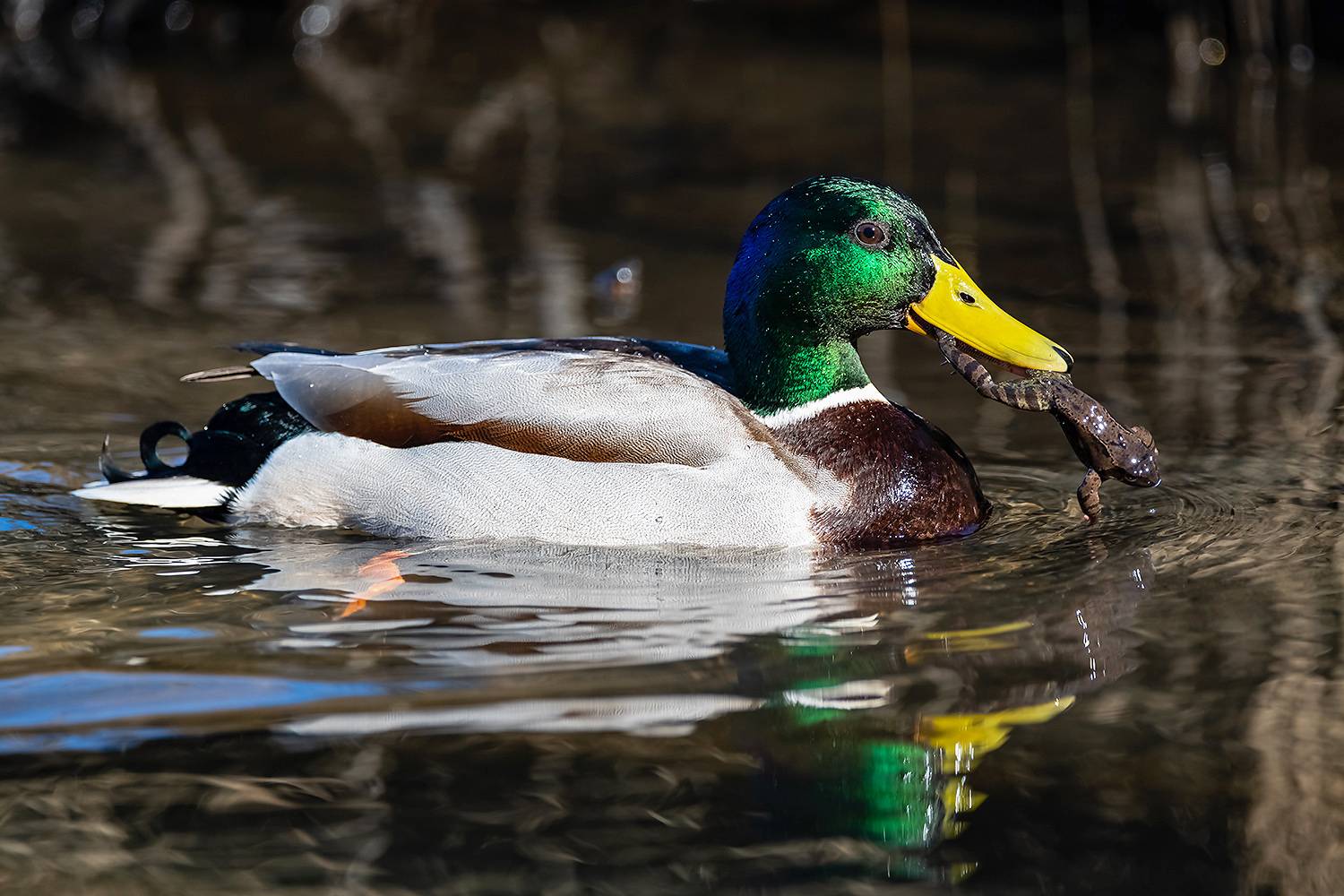 , Абросимов Александр