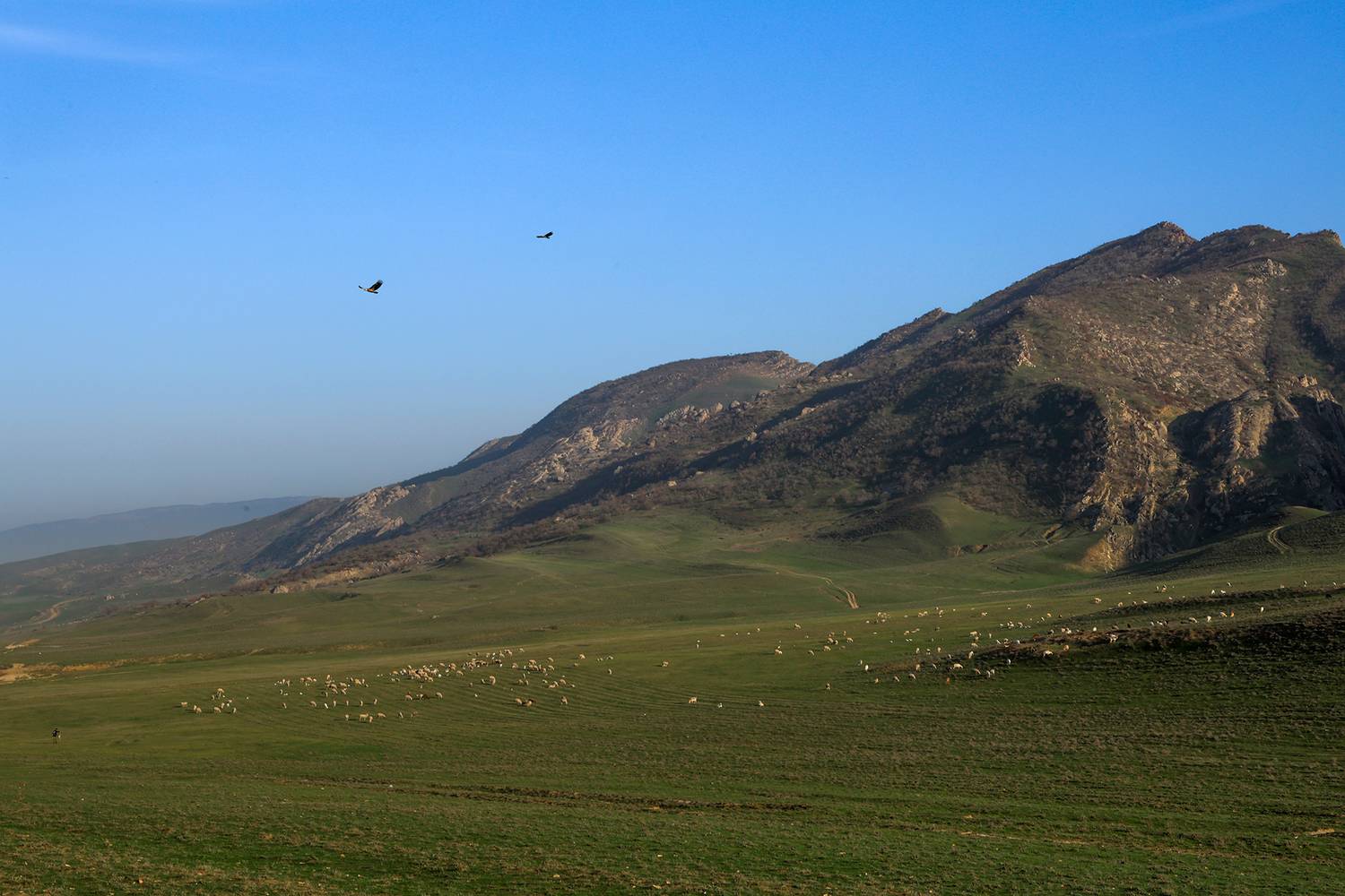горы,атара,пастух,грифы,дагестан,, Magov Marat