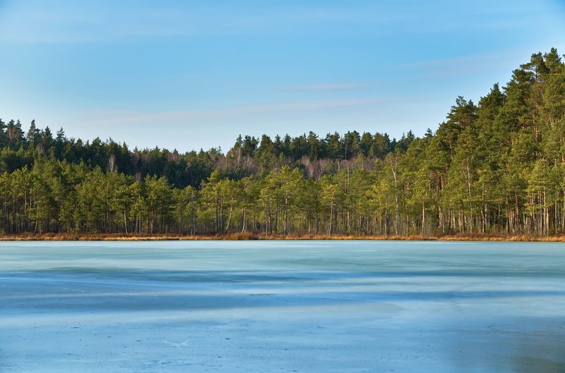 весна, лес, озеро, лёд, беларусь Синий лёд фото превью