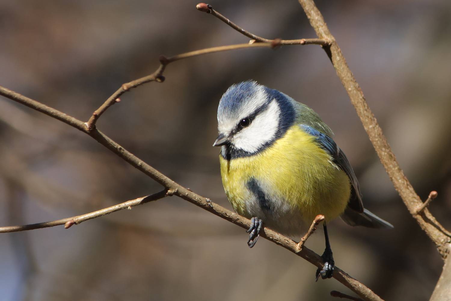 синица, обыкновенная лазоревка, зелёная лазоревка, лазоревка, синяя синица, cyanistes caeruleus, КарОл