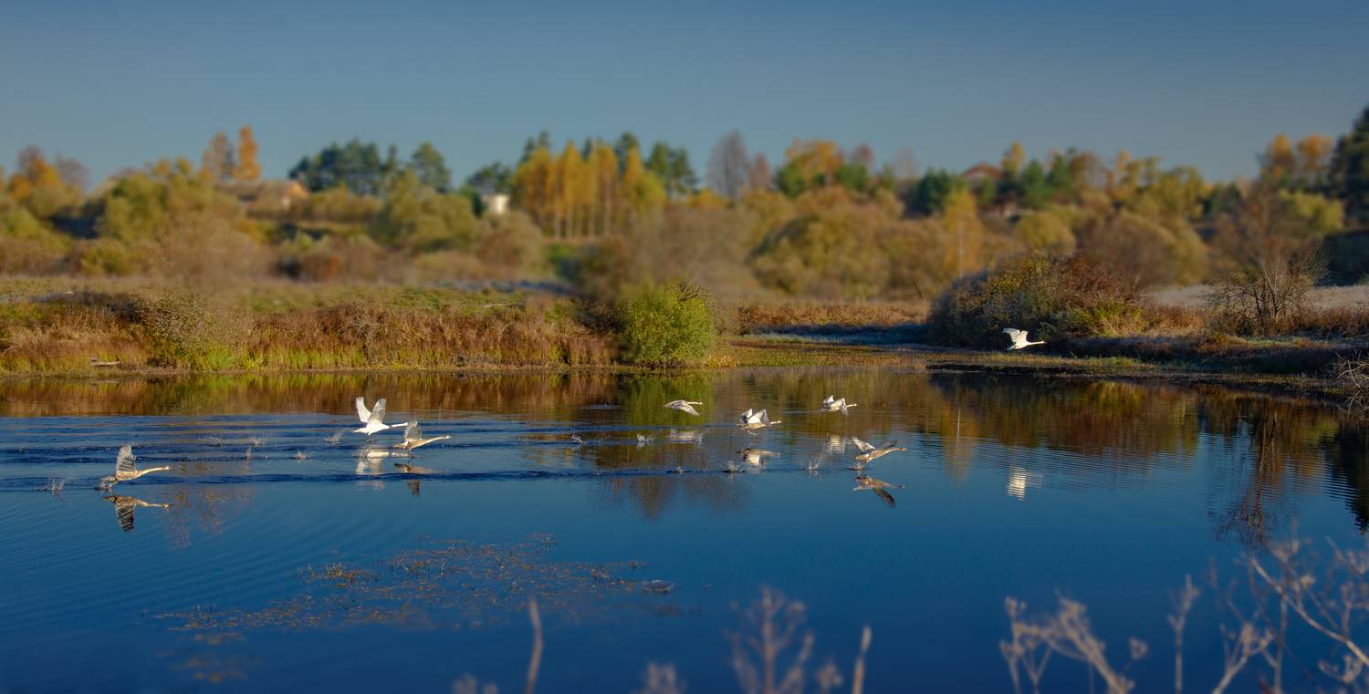 лебеди, осень, перелётные птицы, россия, смоленская область, над озером, на взлёт, лебедь шипун, отрражения в воде,, Лидия Киприч