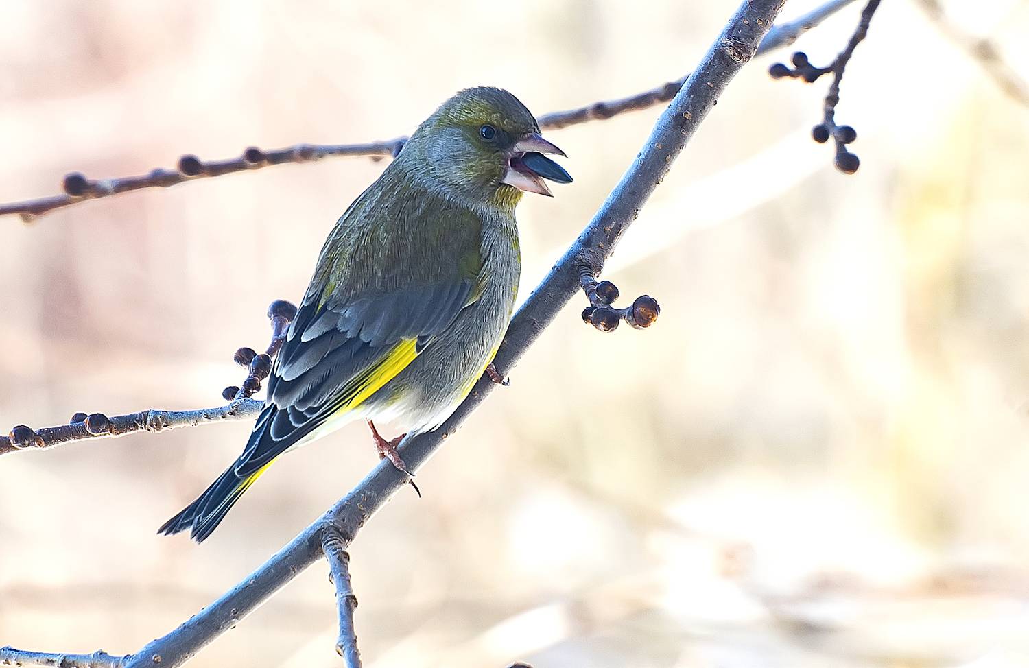 семечки, зеленушка, весна. парк, Широких Александр