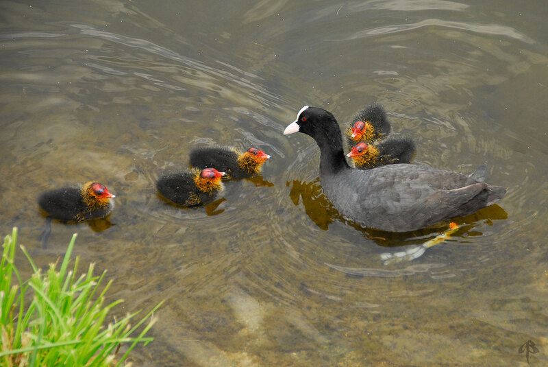 Семейство лысух фото превью