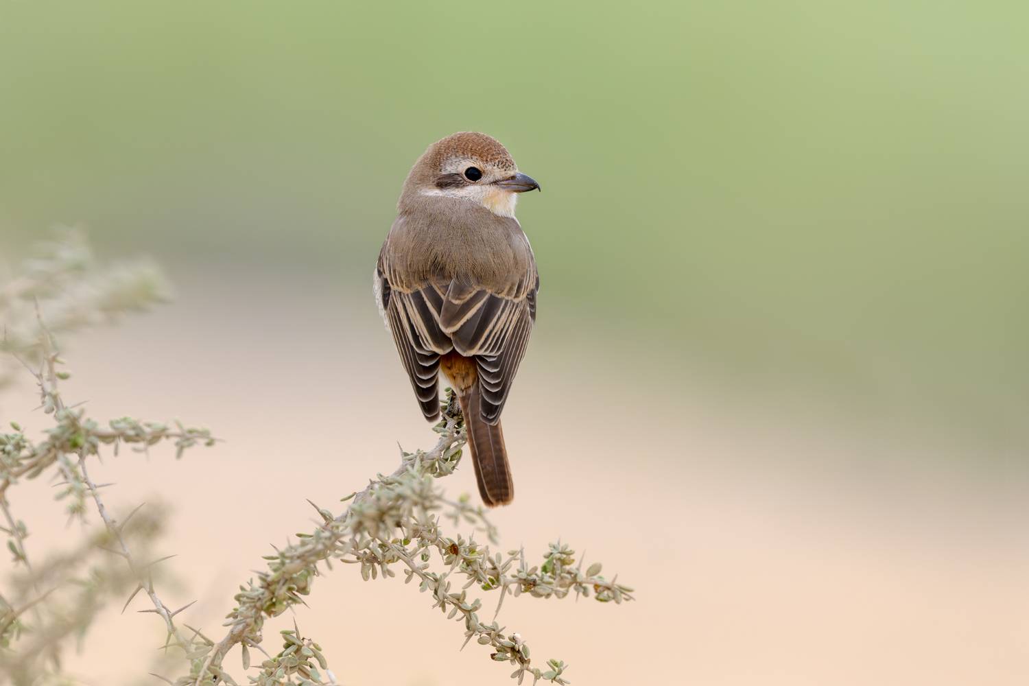 птица, фотоохота, жулан, природа, фауна, Vladimir Kulikov
