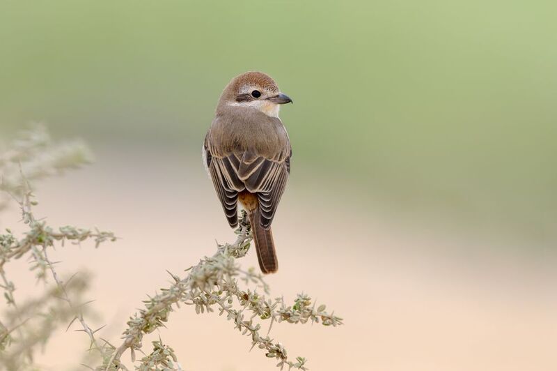 птица, фотоохота, жулан, природа, фауна Рыжехостый жулан фото превью