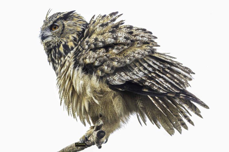 Eagle owl фото превью