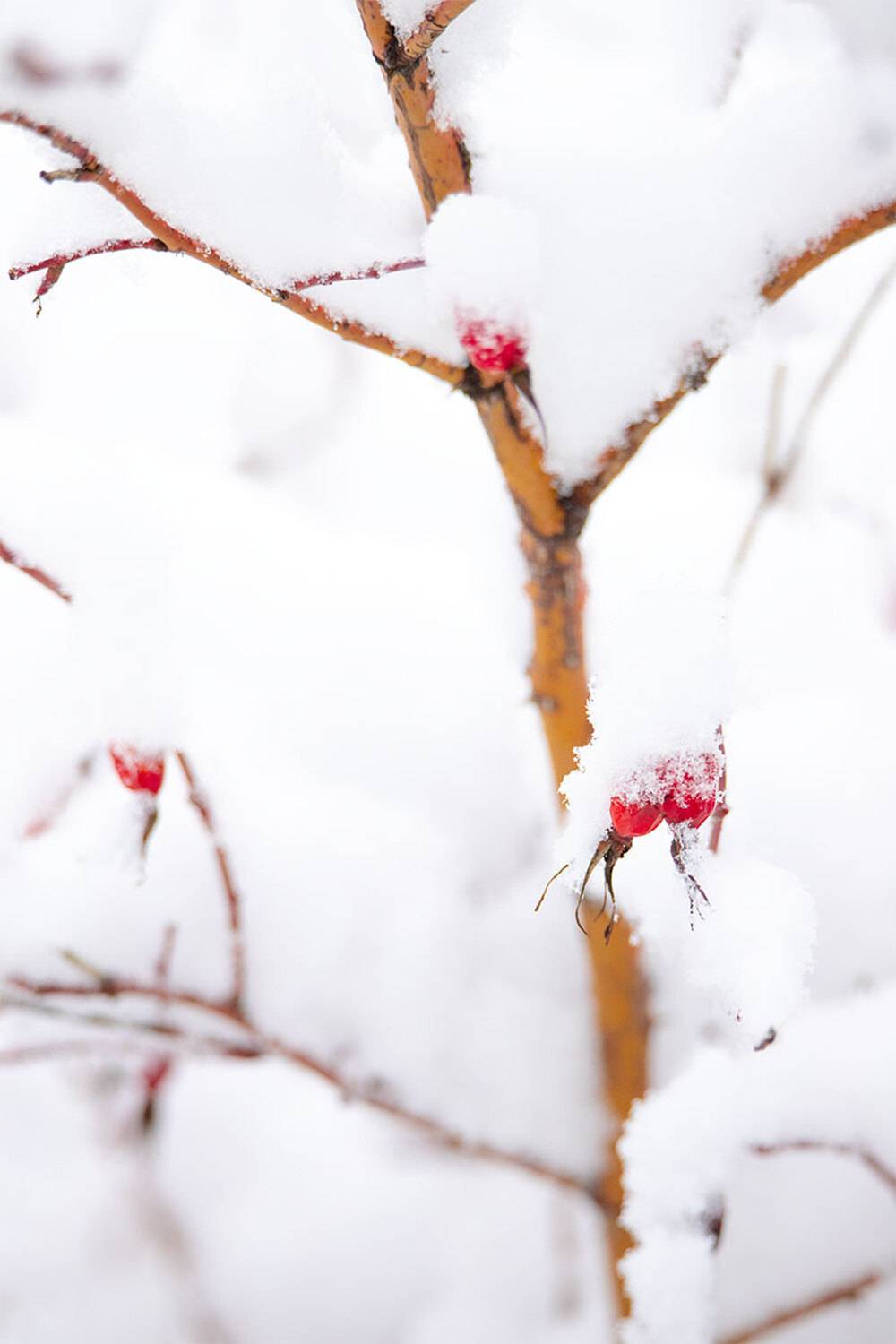 , Чудинин Дмитрий