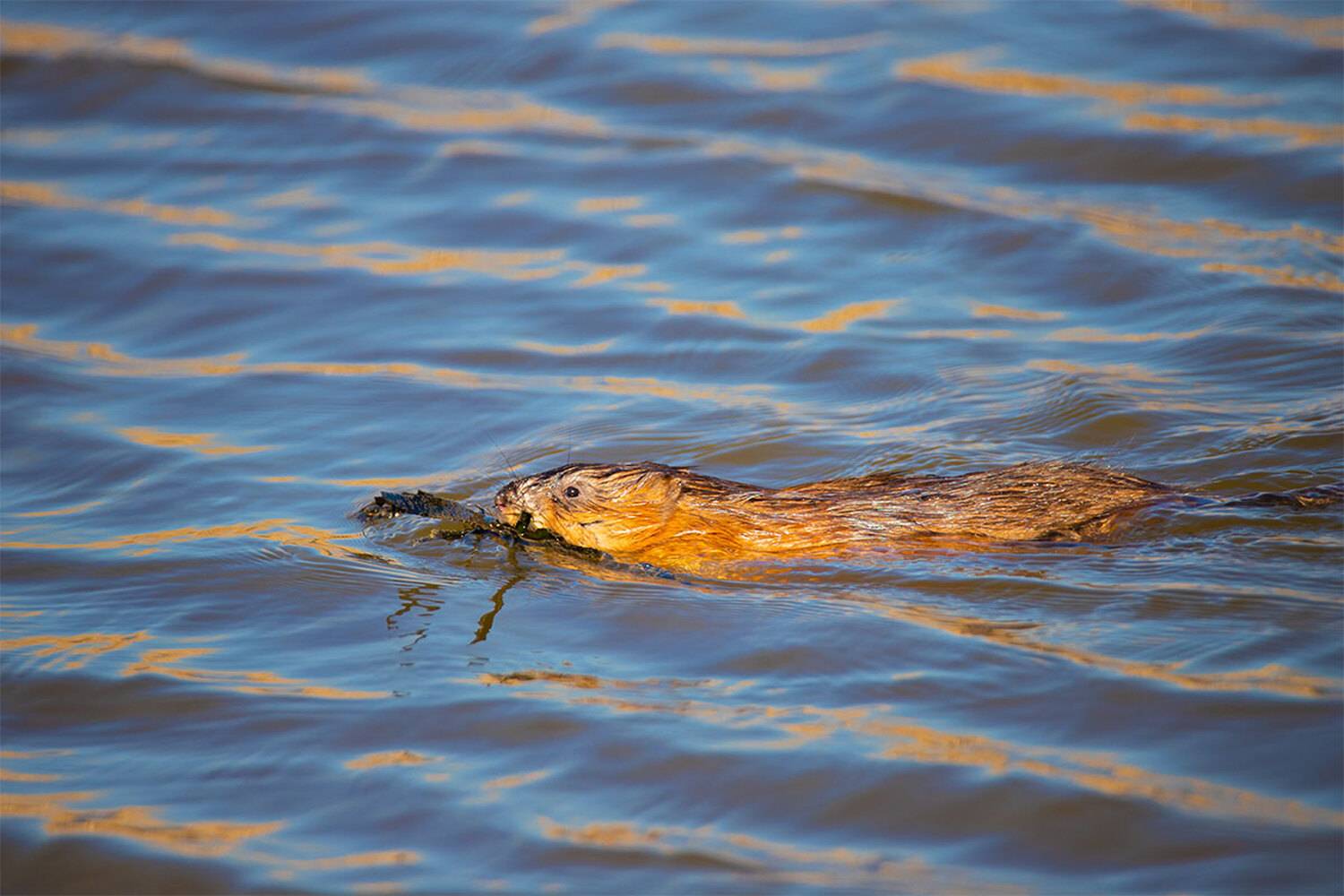 , Чудинин Дмитрий