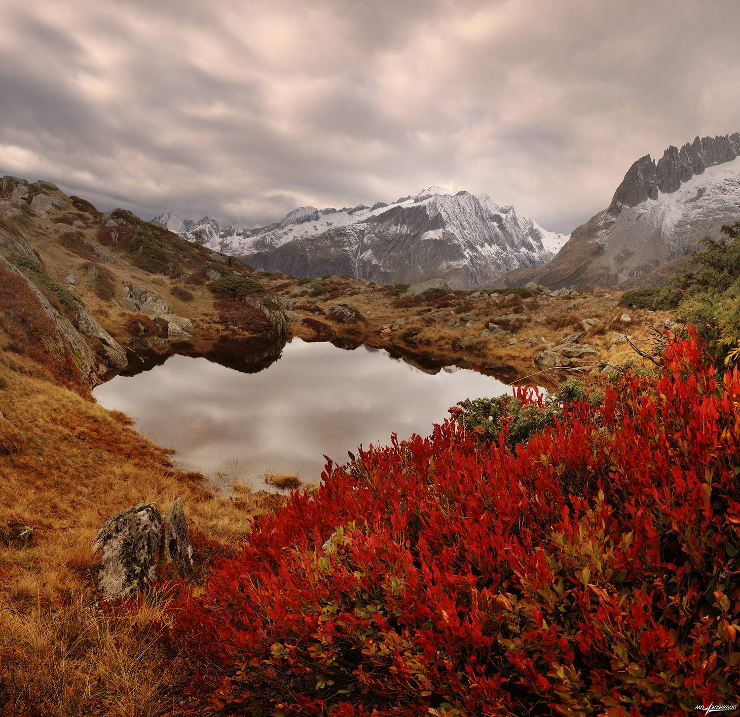 swiss, Матвеев Николай