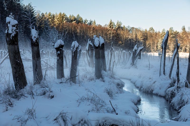 пейзаж, природа, дикая природа, весна, wildlife, nature, canon Туман над весенним ручьём фото превью