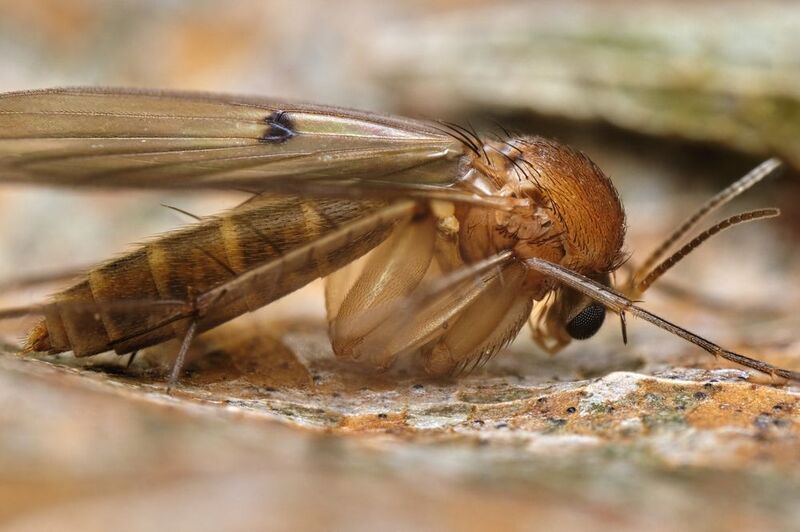 Fungus gnat фото превью