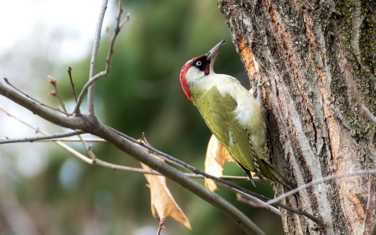 , Сергей Тихомиров