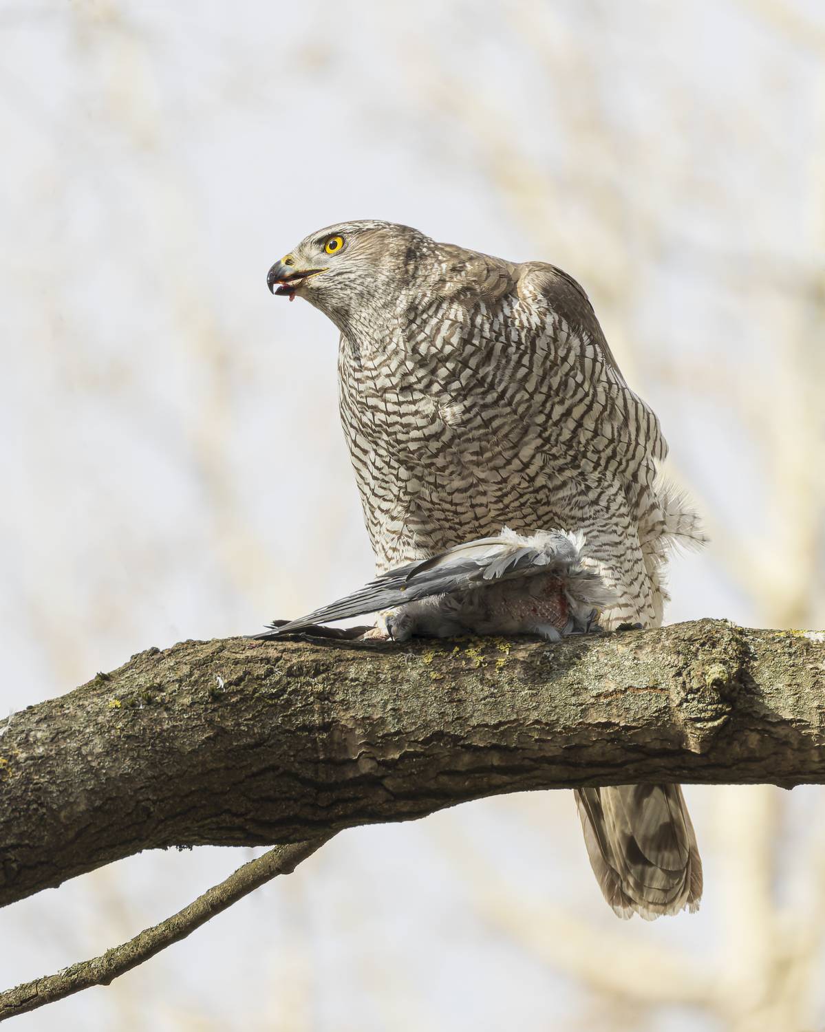 тетеревятник, Руслан Pl
