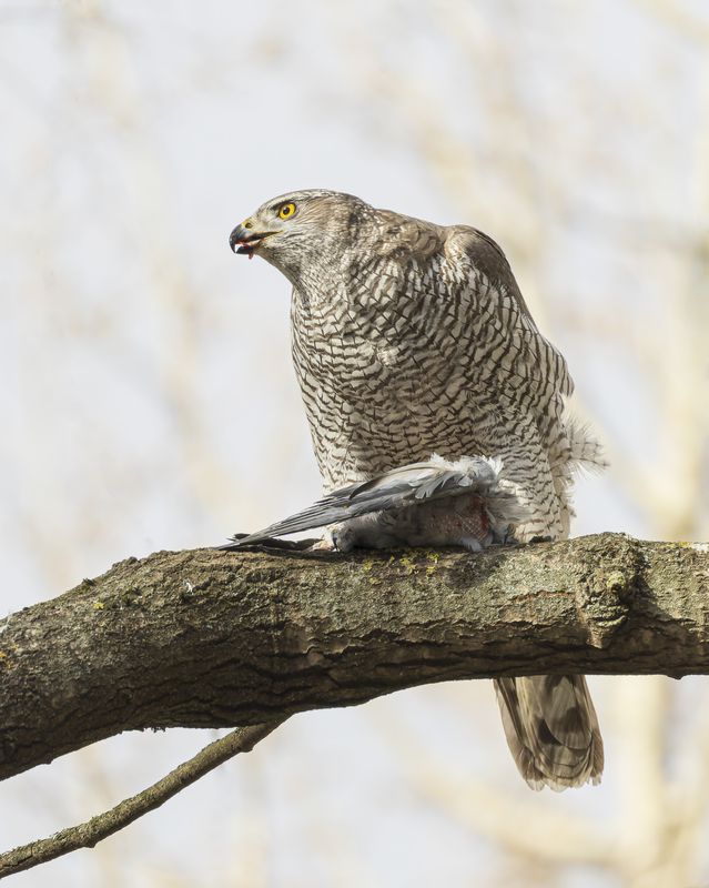 тетеревятник Тетеревятник фото превью