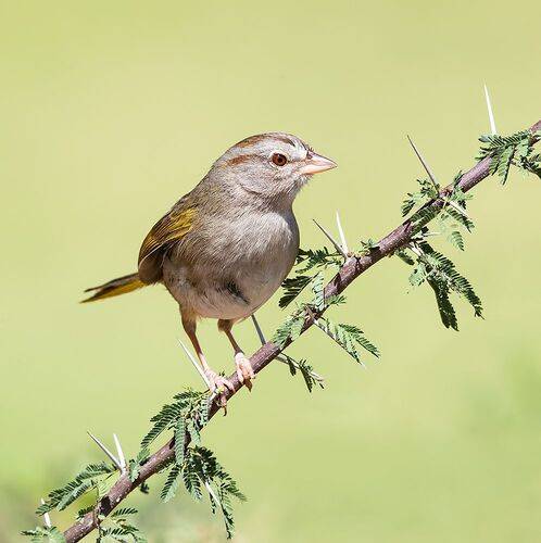 Olive Sparrow - Оливковый воробей