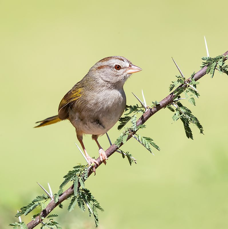 sparrow, воробей, tx, texas, teхас, olive sparrow Olive Sparrow - Оливковый воробей фото превью