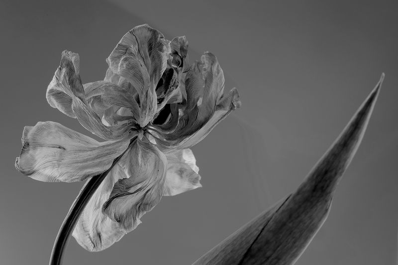 цветок тюльпан Тюльпан 3 фото превью