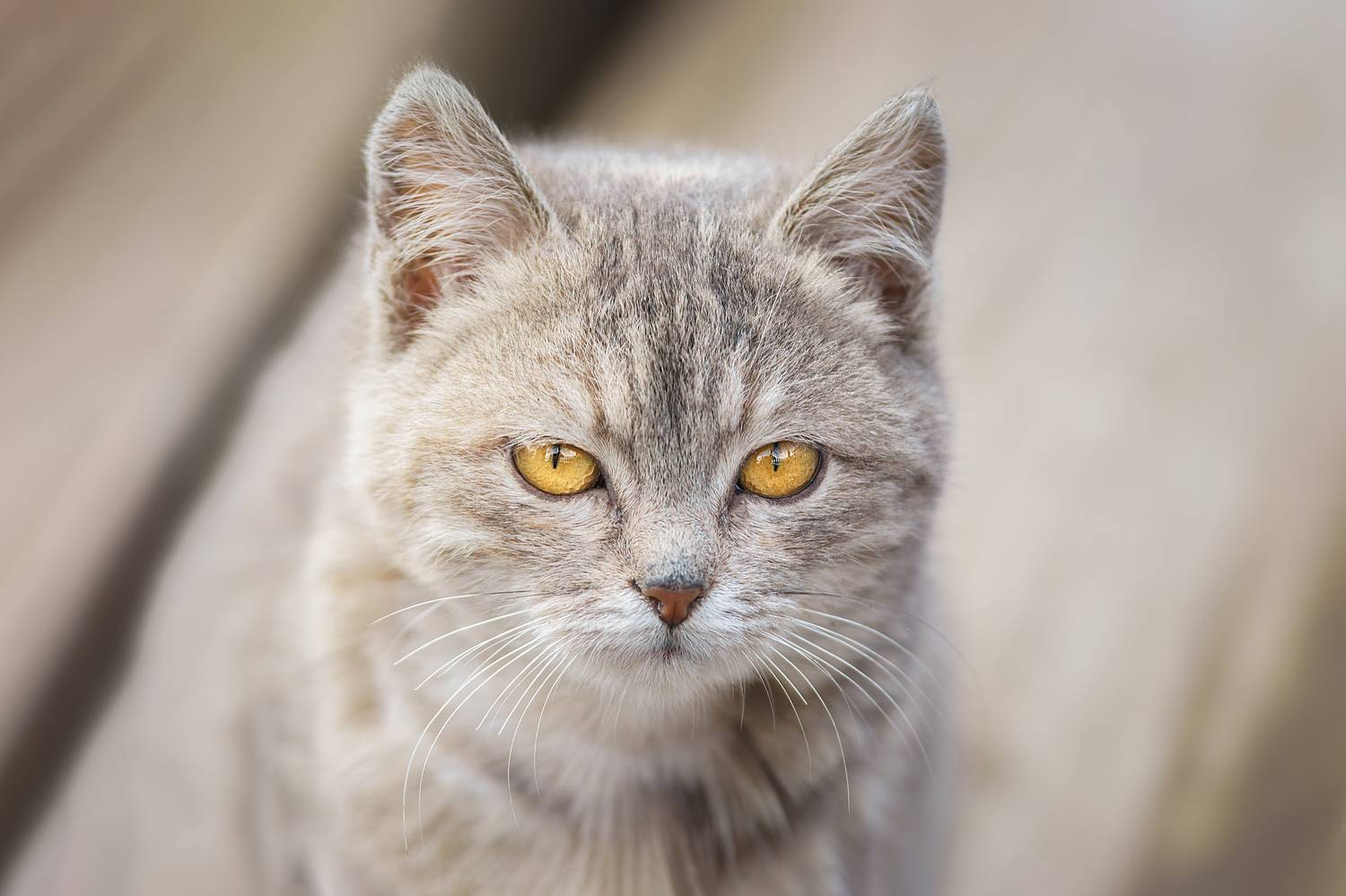 , Корнеев Алексей