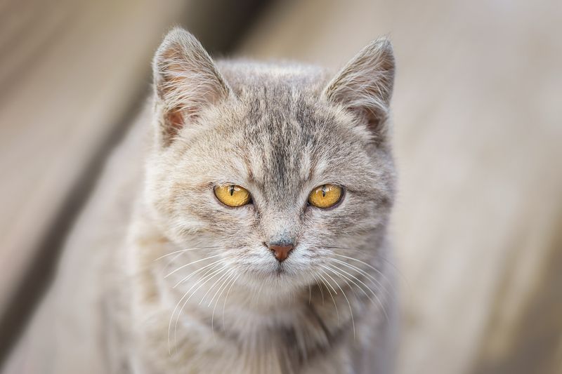 Котёнок фото превью