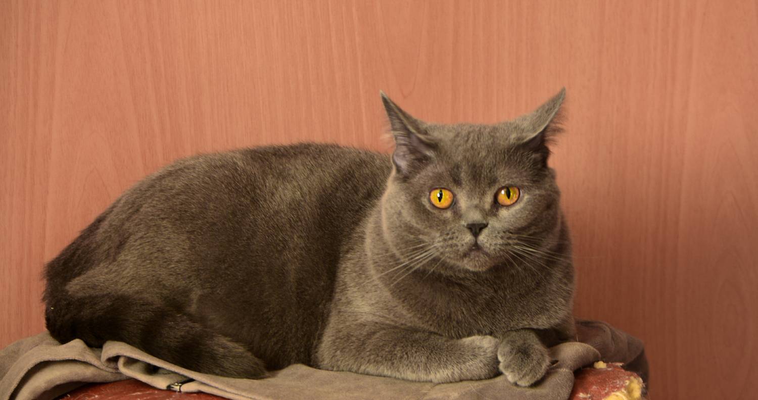 , Марина Никулина