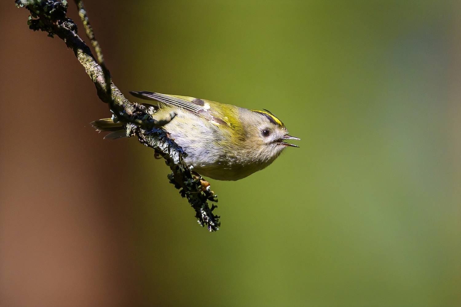 , Пупонин Сергей