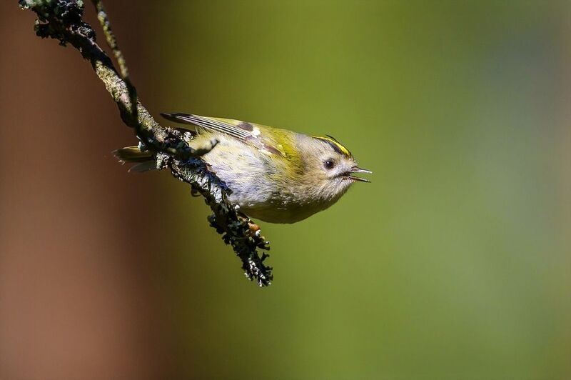 Желтоголовый королек фото превью
